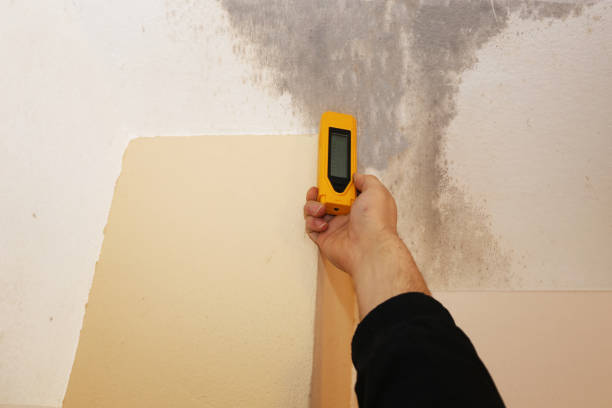 Environmental Consulting for Mold Prevention in St Helens, OR