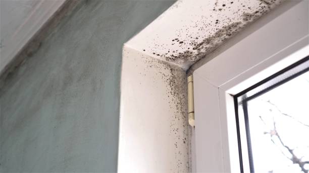 Best Mold Documentation for Insurance Claims  in St Helens, OR